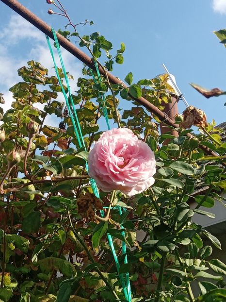  - SEPTEMBRIE-OCTOMBRIE - NOIEMBRIE