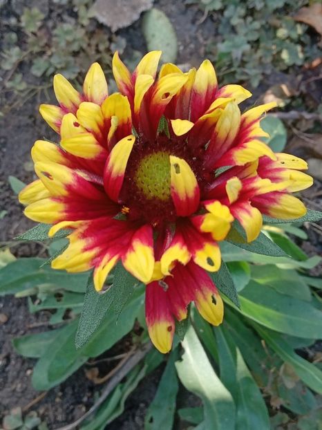  - SEPTEMBRIE-OCTOMBRIE - NOIEMBRIE