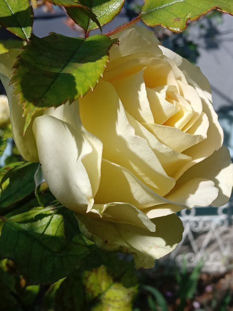  - SEPTEMBRIE-OCTOMBRIE - NOIEMBRIE