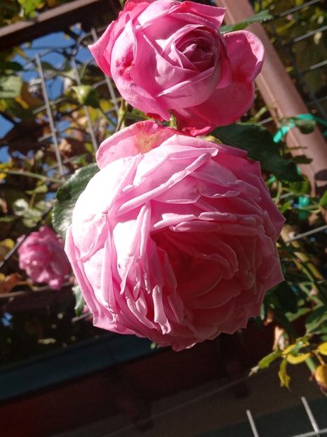  - SEPTEMBRIE-OCTOMBRIE - NOIEMBRIE