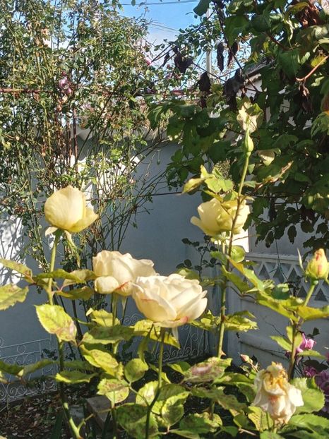  - SEPTEMBRIE-OCTOMBRIE - NOIEMBRIE