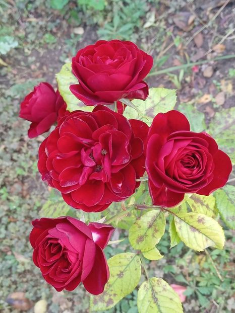  - SEPTEMBRIE-OCTOMBRIE - NOIEMBRIE