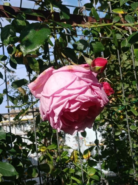  - SEPTEMBRIE-OCTOMBRIE - NOIEMBRIE