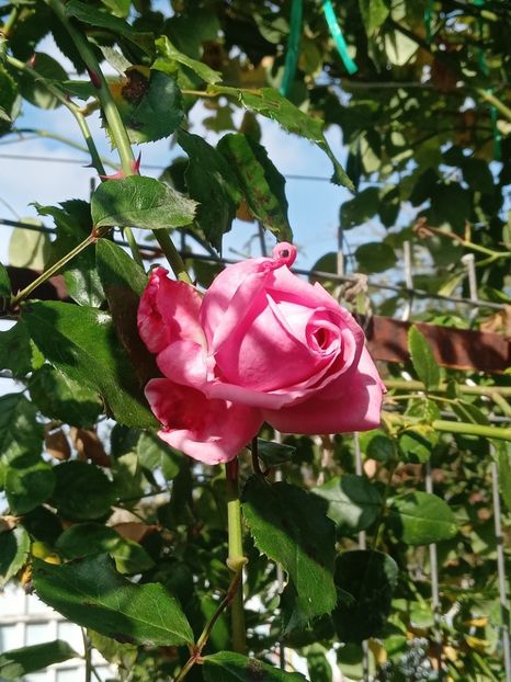  - SEPTEMBRIE-OCTOMBRIE - NOIEMBRIE