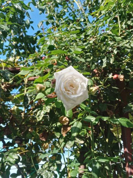  - SEPTEMBRIE-OCTOMBRIE - NOIEMBRIE