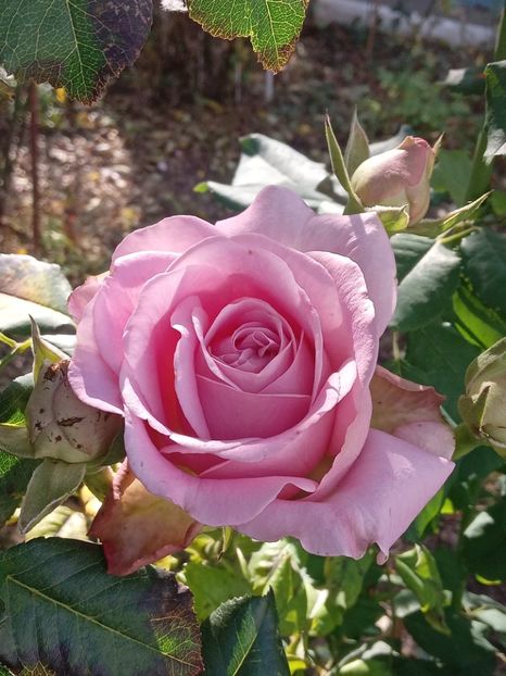  - SEPTEMBRIE-OCTOMBRIE - NOIEMBRIE