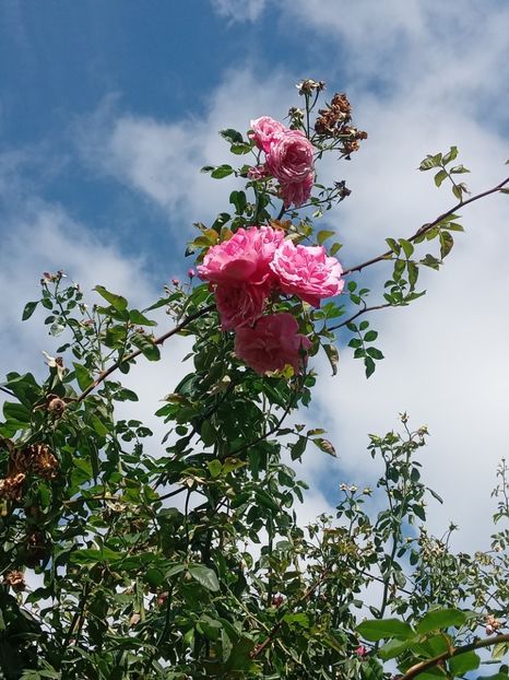  - SEPTEMBRIE-OCTOMBRIE - NOIEMBRIE