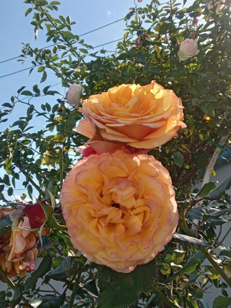  - SEPTEMBRIE-OCTOMBRIE - NOIEMBRIE