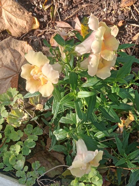  - SEPTEMBRIE-OCTOMBRIE - NOIEMBRIE