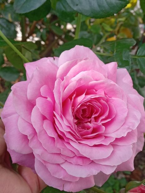  - SEPTEMBRIE-OCTOMBRIE - NOIEMBRIE