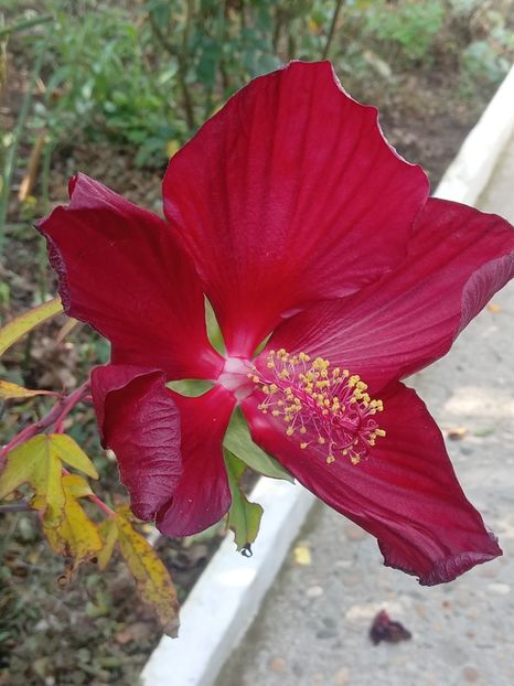  - SEPTEMBRIE-OCTOMBRIE - NOIEMBRIE