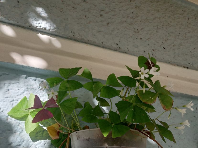  - SEPTEMBRIE-OCTOMBRIE - NOIEMBRIE