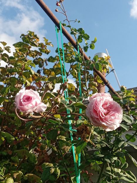  - SEPTEMBRIE-OCTOMBRIE - NOIEMBRIE