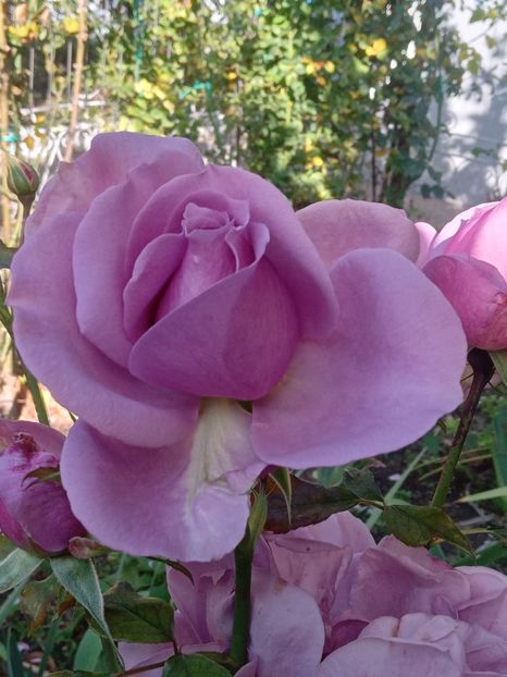  - SEPTEMBRIE-OCTOMBRIE - NOIEMBRIE