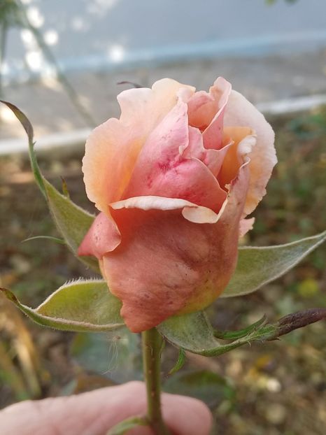  - SEPTEMBRIE-OCTOMBRIE - NOIEMBRIE