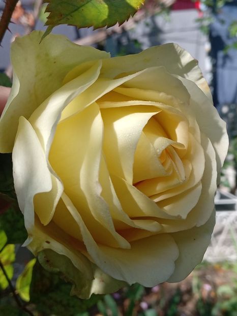  - SEPTEMBRIE-OCTOMBRIE - NOIEMBRIE