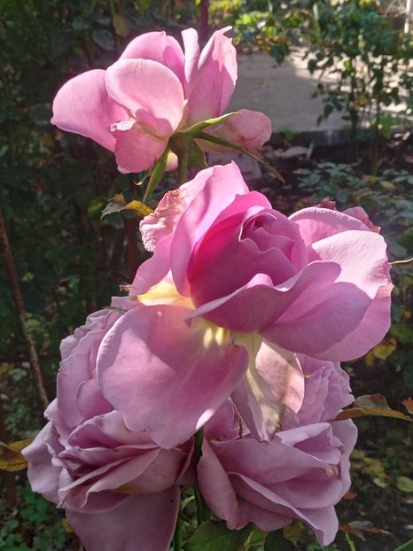  - SEPTEMBRIE-OCTOMBRIE - NOIEMBRIE