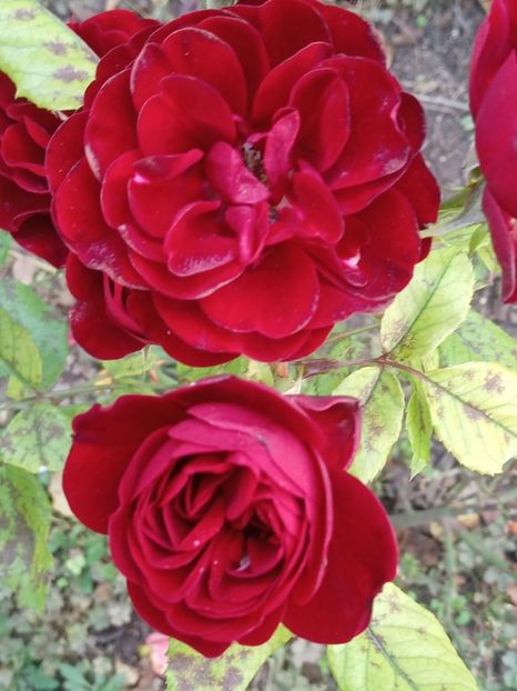  - SEPTEMBRIE-OCTOMBRIE - NOIEMBRIE