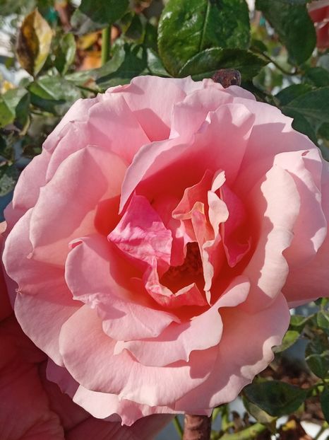  - SEPTEMBRIE-OCTOMBRIE - NOIEMBRIE