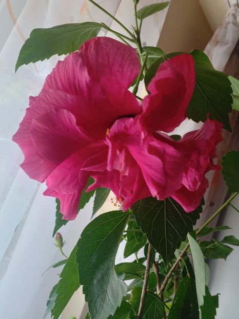  - SEPTEMBRIE-OCTOMBRIE - NOIEMBRIE