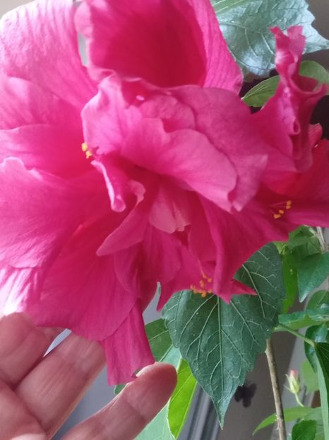  - SEPTEMBRIE-OCTOMBRIE - NOIEMBRIE