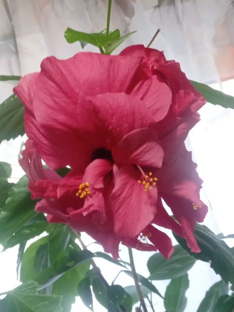  - SEPTEMBRIE-OCTOMBRIE - NOIEMBRIE