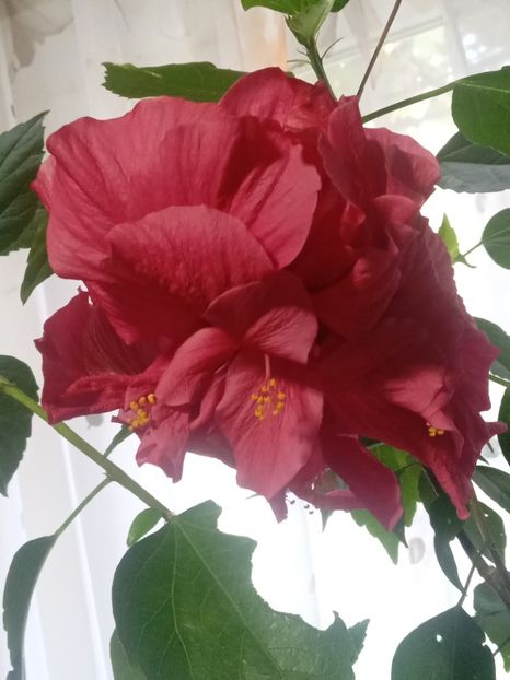  - SEPTEMBRIE-OCTOMBRIE - NOIEMBRIE