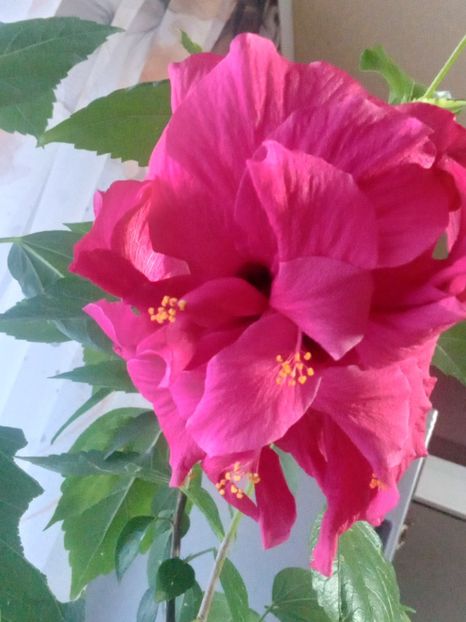  - SEPTEMBRIE-OCTOMBRIE - NOIEMBRIE