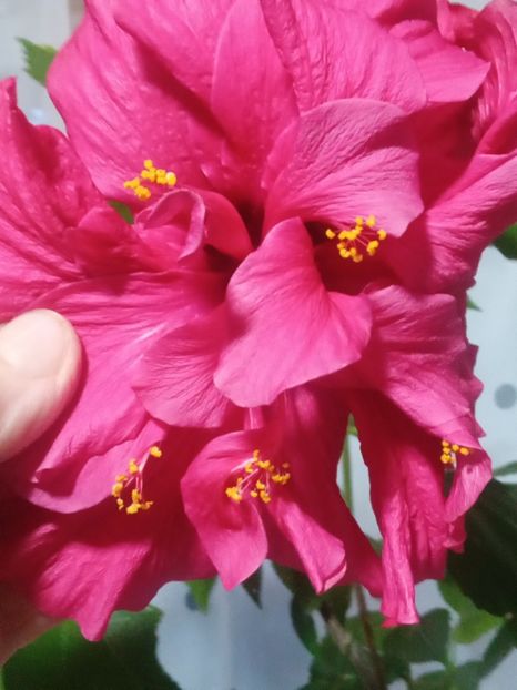  - SEPTEMBRIE-OCTOMBRIE - NOIEMBRIE