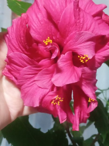  - SEPTEMBRIE-OCTOMBRIE - NOIEMBRIE