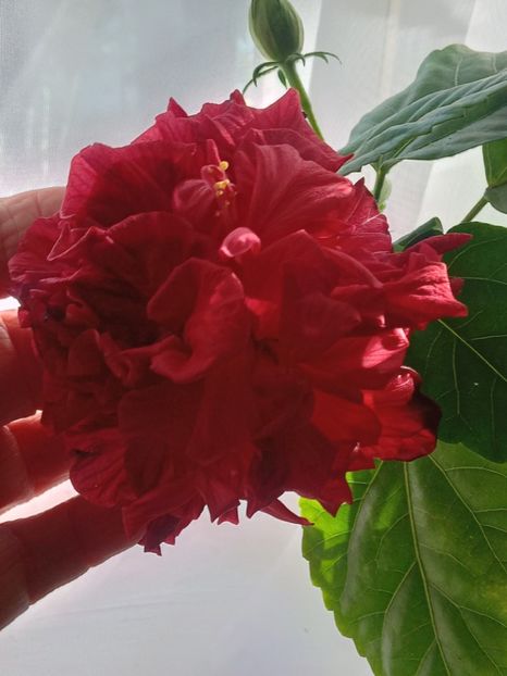  - SEPTEMBRIE-OCTOMBRIE - NOIEMBRIE