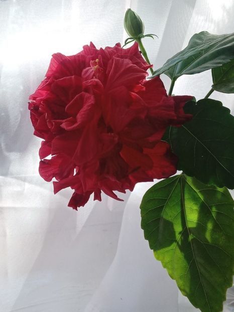  - SEPTEMBRIE-OCTOMBRIE - NOIEMBRIE