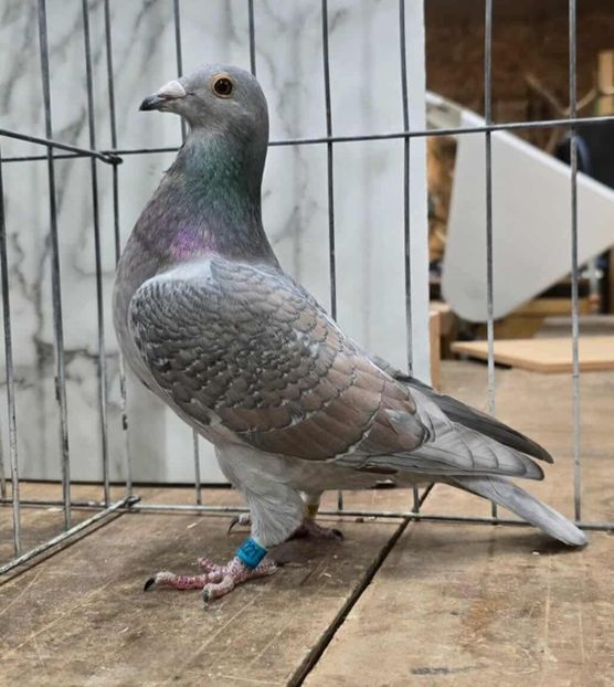  - Nu îmi aparțin 11