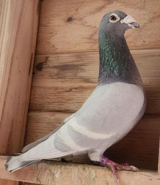  - Nu îmi aparțin 11