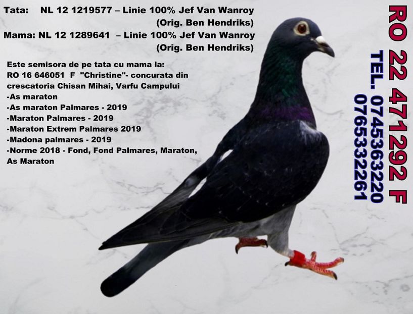 RO 22 471292 F Pret FIX 500 Lei + transportul - 11 PORUMBEI - FEMELE - DISPONIBILE DIN ANII 2016 2017 2018 2019 2020 2021