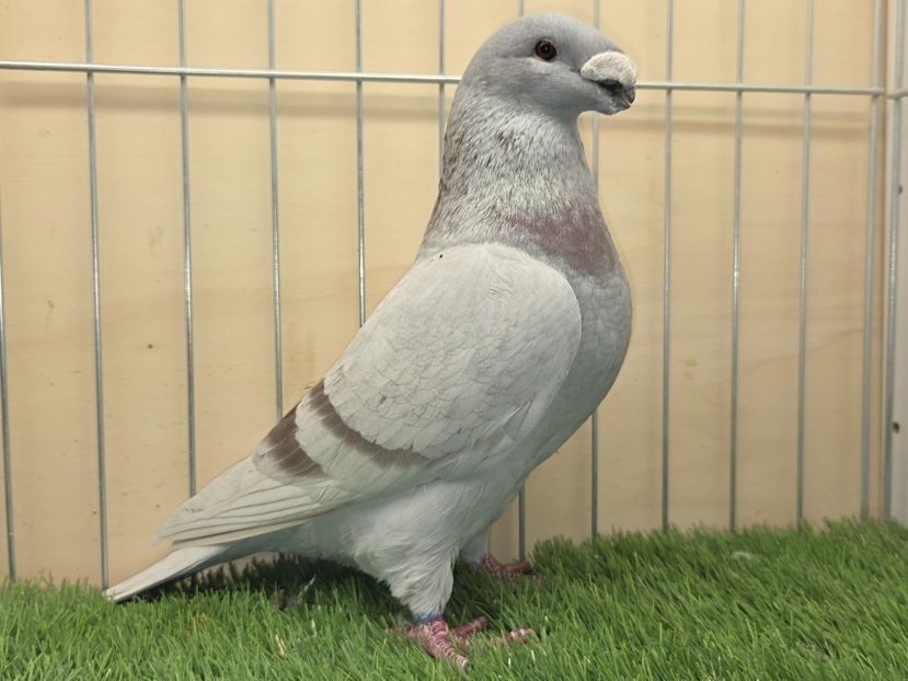 MASCUL 2024 - 9812 - PERECHI ASR 2026 - PLAN