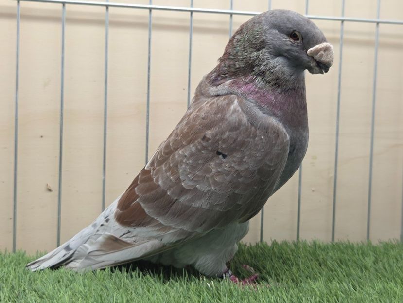 MASCUL USA 2019 - NPA 148 - PERECHI ASR 2026 - PLAN