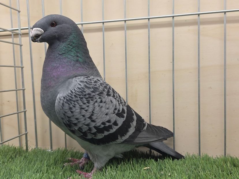 FEMELĂ 2024 - 11924 - PERECHI ASR 2026 - PLAN