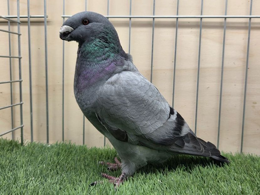 FEMELĂ 2025 - 83 - PERECHI ASR 2026 - PLAN