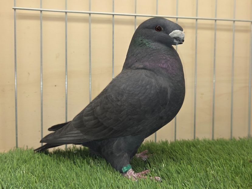 FEMELĂ 2025 - 86 - PERECHI ASR 2026 - PLAN