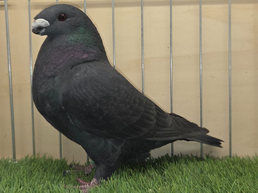 FEMELĂ 2025 - 88 - PERECHI ASR 2026 - PLAN