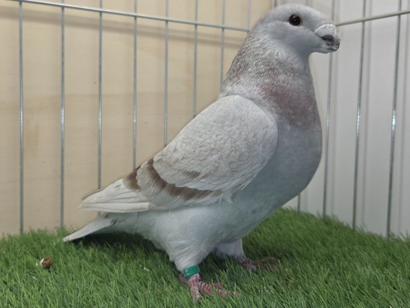 FEMELĂ 2025 - 94 - PERECHI ASR 2026 - PLAN