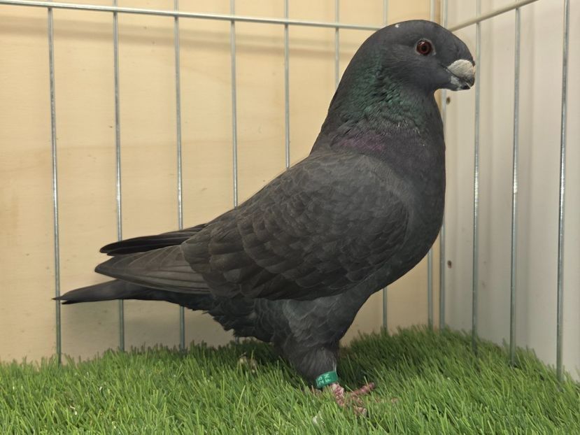 FEMELĂ 2025 - 523 - PERECHI ASR 2026 - PLAN