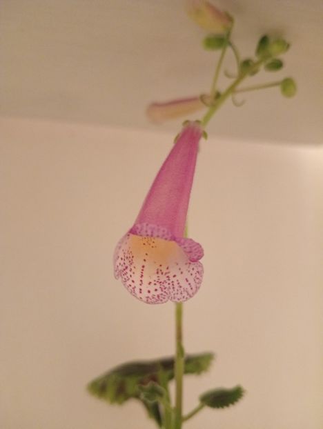 HBs Mila - Smithianthe