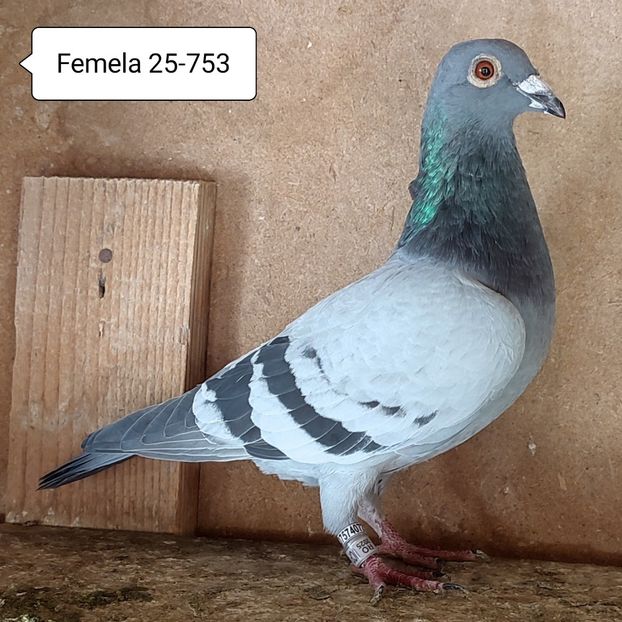 Femala 25-753....-10 lei - Porumbei vanduti