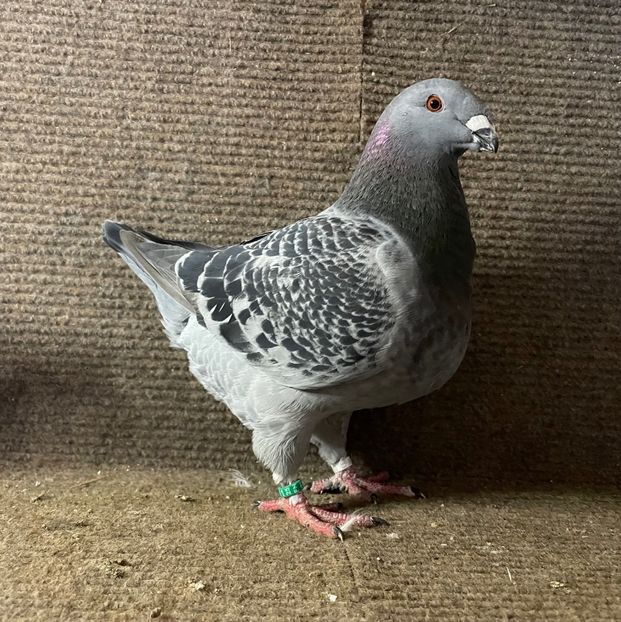  - Porumbei Vânduți