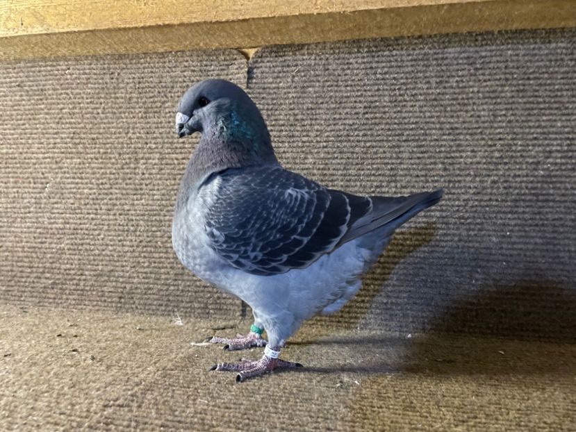  - Porumbei Vânduți