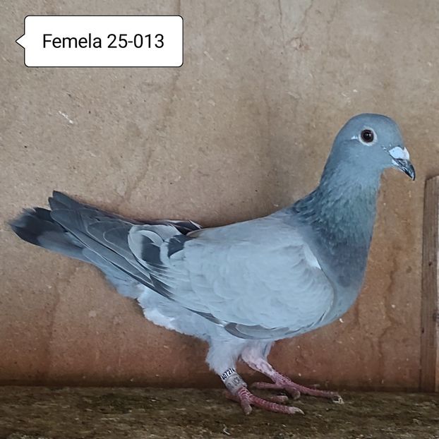 Femela 25-013 - Vanat