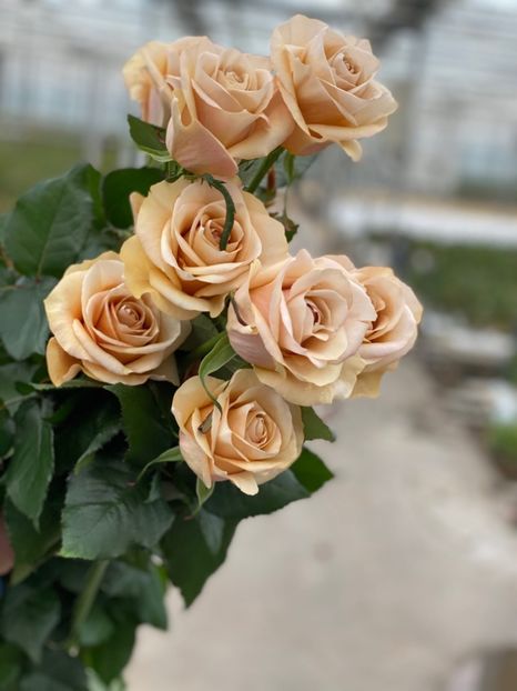  - CATALOG TOAMNA 2025