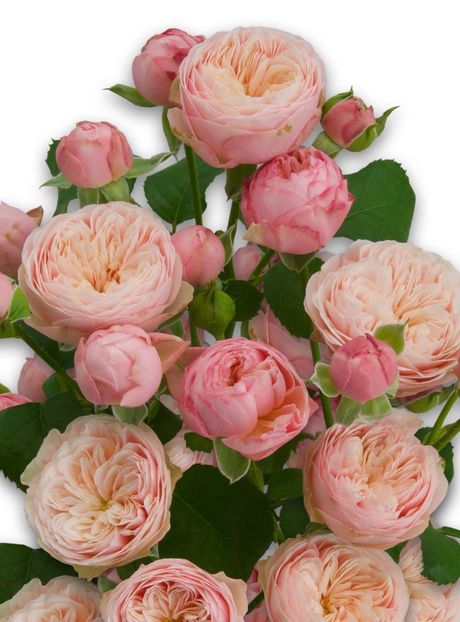  - CATALOG TOAMNA 2025